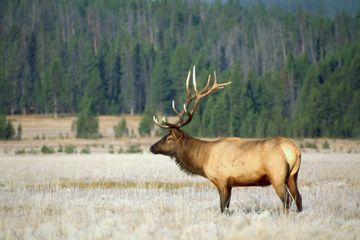 Yellowstone National Park Warns Visitors to Keep Their Distance from Elk During Upcoming Mating Season