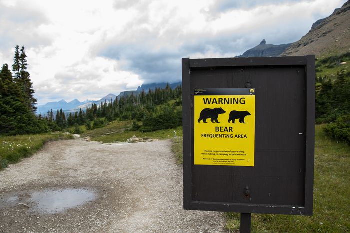 Multiple Glacier National Park Trails Closed Following Hikers' Bear Encounter — What to Know